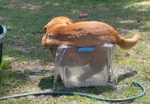 Labrador spas od vrućine pronašao u premaloj kadi pa osvojio simpatije mnogih
