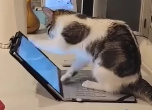 Mačka koja “odgovara na mailove” postala hit na Instagramu