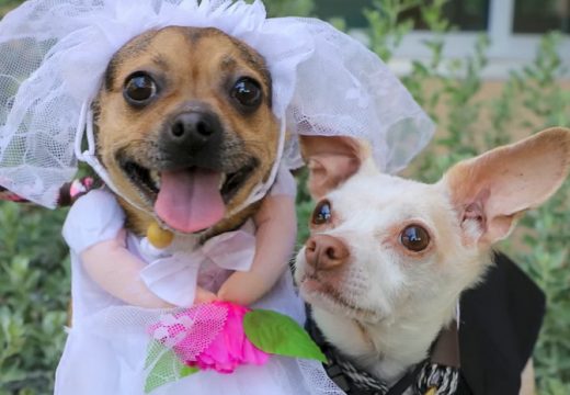 Psi se upoznali kod zubara, pa se zavoljeli: Pogledajte djelić njihovog vjenčanja (Video)