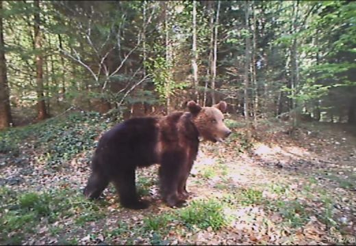 Medvjed usmrtio vojnika