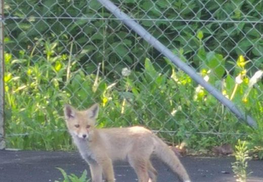 Lisica krade sadnice u banajalučkom naselju Zalužani