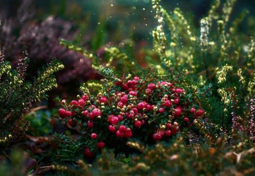 Dovoljna samo šoljica dnevno: Ove bobice su pravi melem za mozak