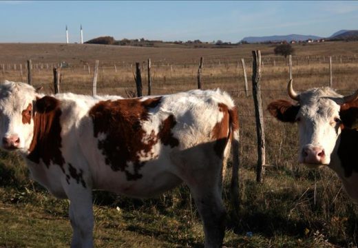 Ponovo kreće izvoz mesa u Tursku