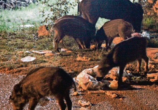 Najezda “supersvinja” u Kanadi