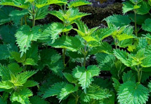 Evo koji mesec je rezervisan za koje biljke!