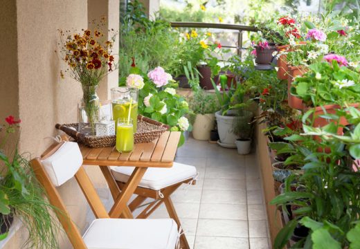 5 vrsta najotpornijeg balkonskog cvijeća: Cvjeta do proljeća do jeseni, ne smeta mu vrućina!