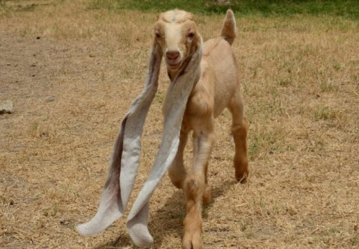 U Pakistanu se rodilo jare sa ušima od pola metra