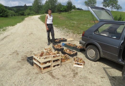 Gljiva u Rogatici ide k'o alva