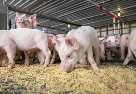 Kukuruz pojeftinio, ali meso neće