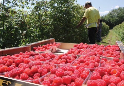 Grad uništio malinjake i usjeve