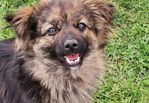 Ovo je 10 najljepših pasmina pasa na svijetu