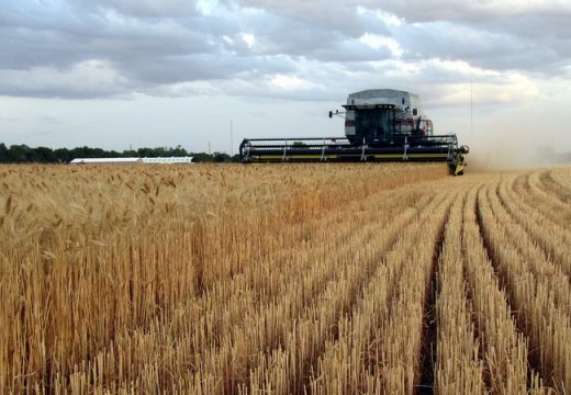 Poljoprivrednici nisu optimisti u vezi s prinosom pšenice
