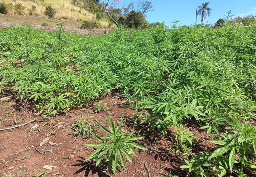 Vlada Tajlanda odobrila uzgoj marihuane, građanima čak poklonila milion sadnica