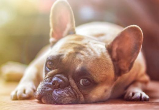 Koje boje vide psi? Računajući to birajte ove nijanse za njihove igračke