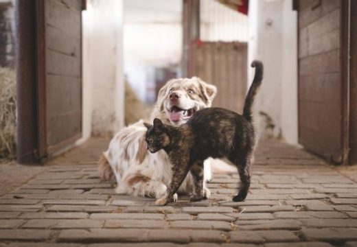 Šta vaša omiljena životinja može otkriti o vama?: Ukoliko je to neka od ove 4, pogledajte šta to može da znači