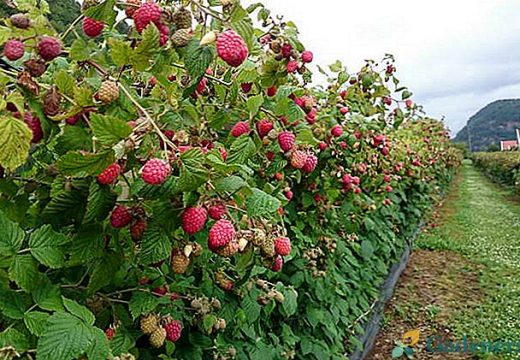 Malinari očekuju više od sedam KM po kilogramu