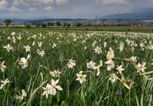 Znate li koje kraško polje se pretvara u polje narcisa ili košuta?