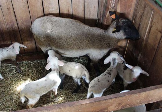 Čudo u Rudicama: Ovca ojagnjila petoro jagnjadi