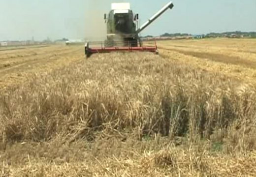 Žetva počinje,otkupnu cijenu niko ne zna