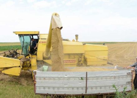 Pašalić: Ratari u pravu, ponuđena cijena pšenice nije fer