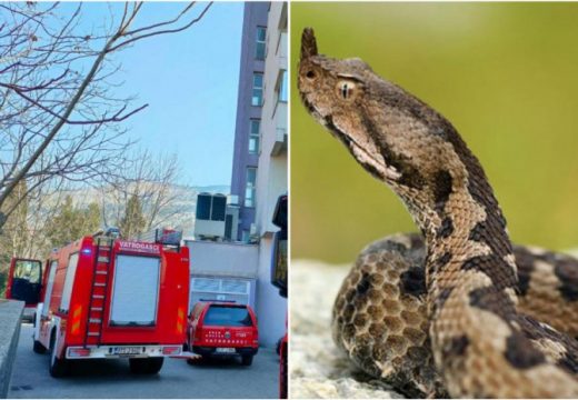 Mostarski vatrogasci pola sata izvlačili zmiju ispod haube automobila