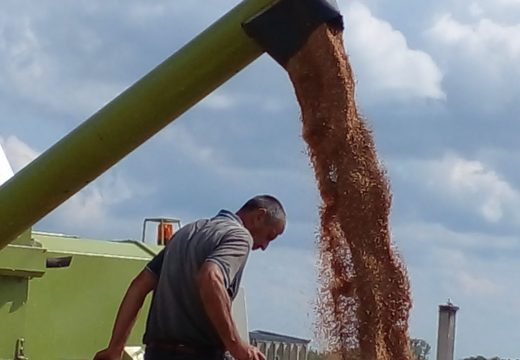 Počela žetva pšenice u Semberiji ali ne uz radost