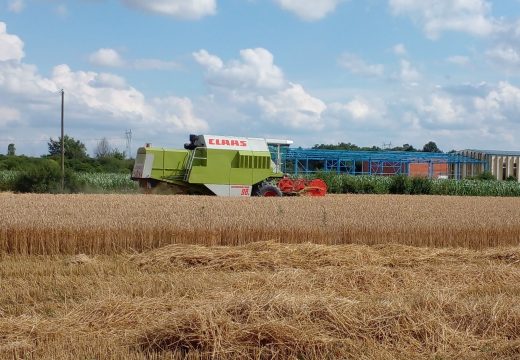 Otkupna cijena pšenice kamen spoticanja između poljoprivrednika i mlinara