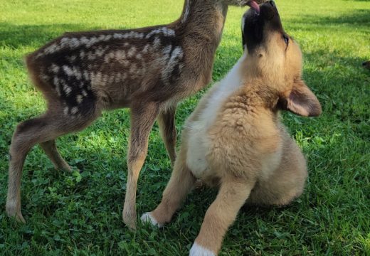 Ništa slađe nećete zadugo vidjeti: Štene se u Mrkonjić Gradu zaigralo s lanetom, prizori tope srca