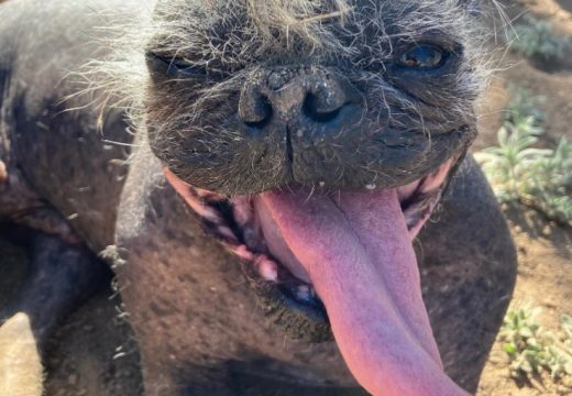 Ovo je najružniji pas na svijetu: Izabran na takmičenju u Kaliforniji