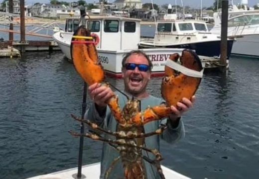 Čovjeka progutao kit dok je ronio! Evo kako je uspio da pobjegne iz čeljusti pobješnjele nemani