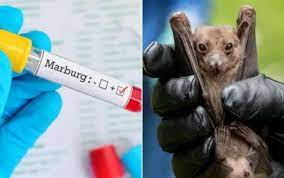 Gana potvrdila prve slučajeve smrtonosnog Marburg virusa – Lijek ne postoji!