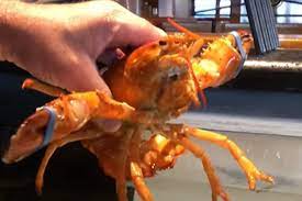 Zahvaljujući radnicima restorana od sigurne smrti spašen iznimno rijedak jastog