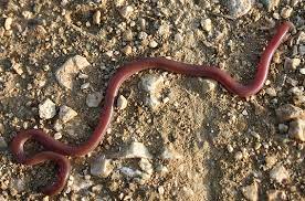 Skoro 4.000 Balkanaca raspravlja o zmiji koja se, navodno, pojavljuje prije zemljotresa