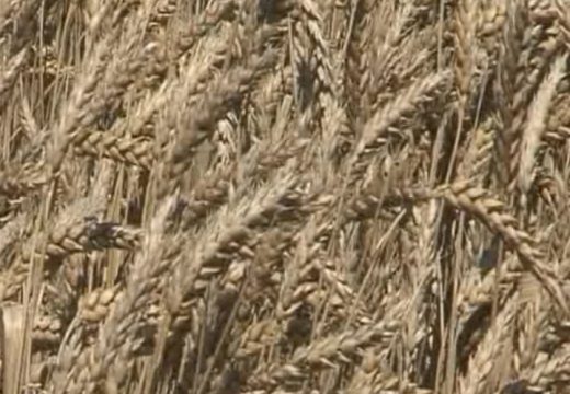 Žito u silosu, cijena na pregovaračkom stolu