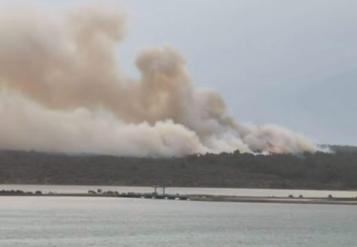 U požaru izgorjelo 50 hektara šume i niskog rastinja