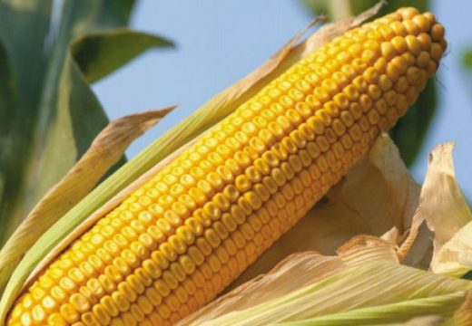 Kiša stigla u pravo vrijeme za kukuruz