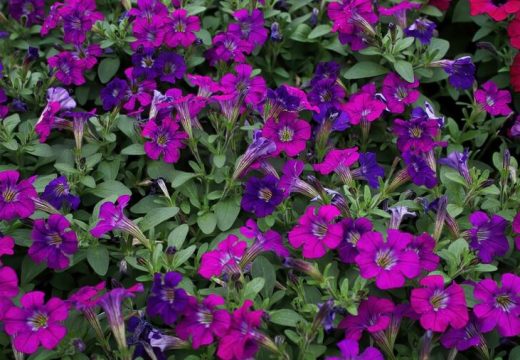 Kako da petunije cvjetaju do oktobra