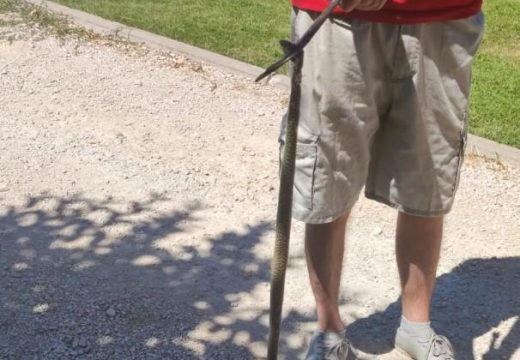 Žena u BiH čistila kuhinju, pa u napi pronašla živu zmiju dugu skoro metar