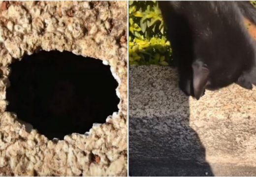 Dijete je ubacilo ključeve u rupu, mačka priskočila u pomoć pa spasila stvar