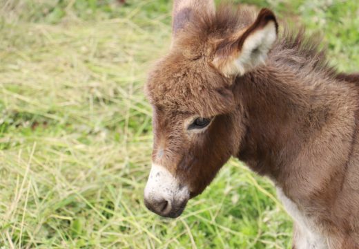 Božansko biće obilježeno ovim znakom iza kojeg stoji biblijska priča koja će vas natjerati na suze