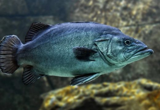 Vlasnici ribnjaka u problemima:Potražnja za ribom pala za gotovo 50 odsto