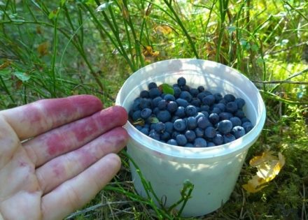 Zdravstvene prednosti borovnica