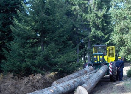 Proizvodnja trupaca raste, cijena ogreva još ne pada