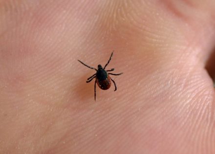 Najsigurniji način vađenja krpelja iz kože