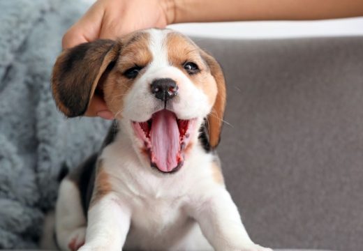 Ovih 4 rase pasa se lako naviknu na život u stanu