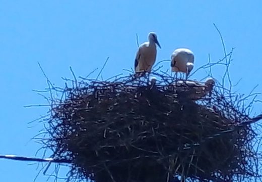 Semberske rode: Priroda je uredila životinjski svijet…