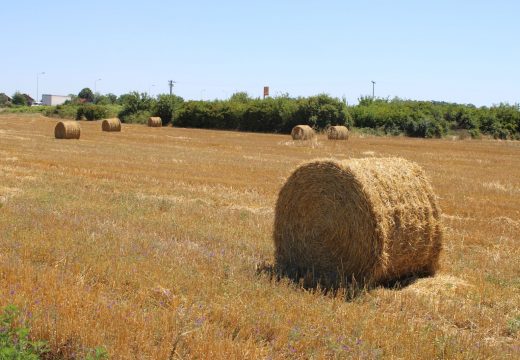 I ove godine ćemo uvoziti pšenicu