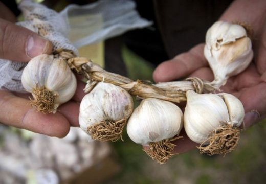 Izvoz bijelog luka 345 puta manji od uvoza