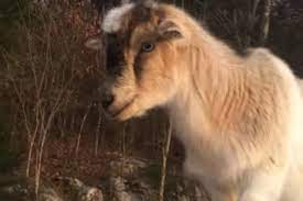 Koze upale u policijski auto i pojele dokumentaciju