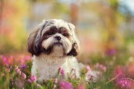 Muškarac iz Srbije nudi BMW onome ko uspije pronaći njegovog psa